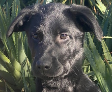 TOBY, Hund, Labrador-Mix in Italien