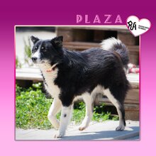 PLAZA, Hund, Mischlingshund in Bulgarien - Bild 1