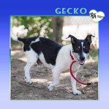 GECKO, Hund, Mischlingshund in Bulgarien - Bild 1