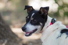 GECKO, Hund, Mischlingshund in Bulgarien - Bild 2