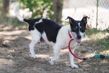 GECKO, Hund, Mischlingshund in Bulgarien - Bild 4