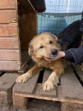 ALICIA, Hund, Mischlingshund in Heilbronn - Bild 8