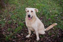 ELIJAH, Hund, Mischlingshund in Kroatien - Bild 2