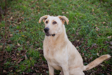 ELIJAH, Hund, Mischlingshund in Kroatien - Bild 3