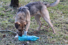 CHANNEL, Hund, Mischlingshund in Rumänien - Bild 8