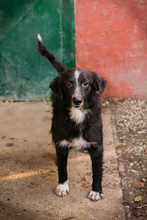 JOHNBOY, Hund, Mischlingshund in Kroatien - Bild 2