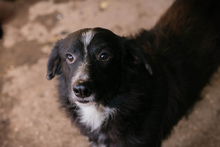 JOHNBOY, Hund, Mischlingshund in Kroatien - Bild 3