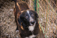 JOHNBOY, Hund, Mischlingshund in Kroatien - Bild 4