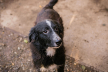 JOHNBOY, Hund, Mischlingshund in Kroatien - Bild 5