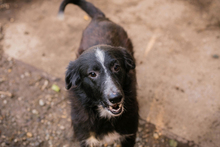 JOHNBOY, Hund, Mischlingshund in Kroatien - Bild 6