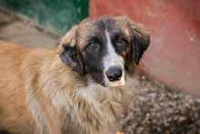 BALU, Hund, Mischlingshund in Kroatien - Bild 1