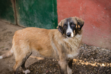 BALU, Hund, Mischlingshund in Kroatien - Bild 2