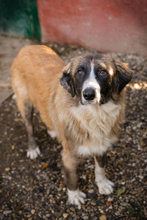 BALU, Hund, Mischlingshund in Kroatien - Bild 3