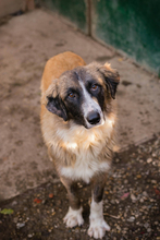 BALU, Hund, Mischlingshund in Kroatien - Bild 6