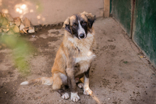 BALU, Hund, Mischlingshund in Kroatien - Bild 7