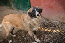 BALU, Hund, Mischlingshund in Kroatien - Bild 8