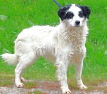 CHARLIE2, Hund, Mischlingshund in Rumänien - Bild 2