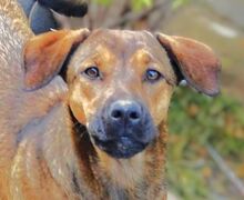 MALENA, Hund, Mischlingshund in Rumänien - Bild 1