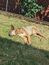 AARON, Hund, Mischlingshund in Sachsenheim - Bild 12