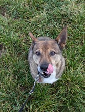 AARON, Hund, Mischlingshund in Sachsenheim - Bild 13