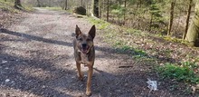 AARON, Hund, Mischlingshund in Sachsenheim - Bild 15