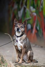 AARON, Hund, Mischlingshund in Sachsenheim - Bild 2