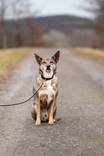 AARON, Hund, Mischlingshund in Sachsenheim - Bild 3