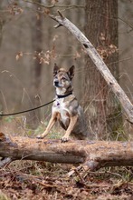 AARON, Hund, Mischlingshund in Sachsenheim - Bild 5