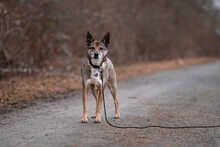 AARON, Hund, Mischlingshund in Sachsenheim - Bild 6