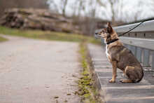 AARON, Hund, Mischlingshund in Sachsenheim - Bild 7