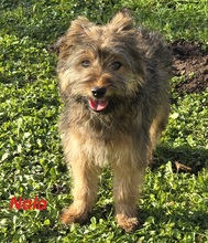 NALA, Hund, Yorkshire Terrier-Mix in Büdingen