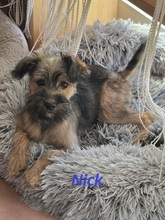 NICK, Hund, Yorkshire Terrier-Mix in Niddatal