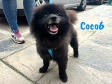 COCO6, Hund, Pomeranian-Mix in Spanien - Bild 1