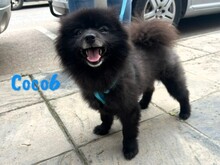 COCO6, Hund, Pomeranian-Mix in Spanien - Bild 2