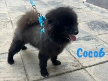 COCO6, Hund, Pomeranian-Mix in Spanien - Bild 3