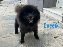 COCO6, Hund, Pomeranian-Mix in Spanien - Bild 4