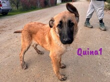 QUINA1, Hund, Deutscher Schäferhund-Mix in Spanien - Bild 1