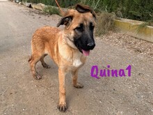 QUINA1, Hund, Deutscher Schäferhund-Mix in Spanien - Bild 10