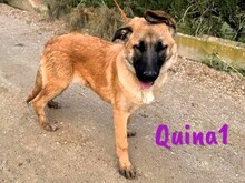 QUINA1, Hund, Deutscher Schäferhund-Mix in Spanien - Bild 11