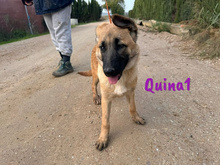 QUINA1, Hund, Deutscher Schäferhund-Mix in Spanien - Bild 13