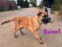 QUINA1, Hund, Deutscher Schäferhund-Mix in Spanien - Bild 14