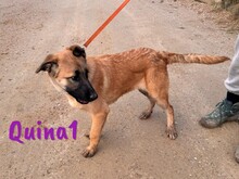 QUINA1, Hund, Deutscher Schäferhund-Mix in Spanien - Bild 17