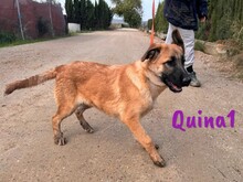 QUINA1, Hund, Deutscher Schäferhund-Mix in Spanien - Bild 2