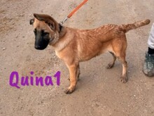 QUINA1, Hund, Deutscher Schäferhund-Mix in Spanien - Bild 3