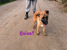 QUINA1, Hund, Deutscher Schäferhund-Mix in Spanien - Bild 5