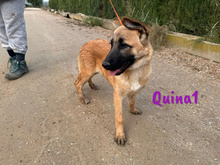 QUINA1, Hund, Deutscher Schäferhund-Mix in Spanien - Bild 6