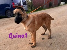 QUINA1, Hund, Deutscher Schäferhund-Mix in Spanien - Bild 7