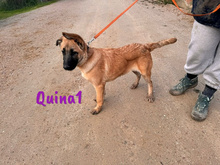 QUINA1, Hund, Deutscher Schäferhund-Mix in Spanien - Bild 8