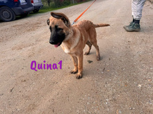 QUINA1, Hund, Deutscher Schäferhund-Mix in Spanien - Bild 9