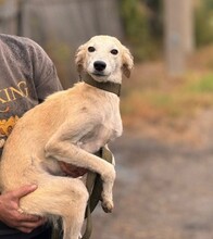 LOLA, Hund, Mischlingshund in Berlin